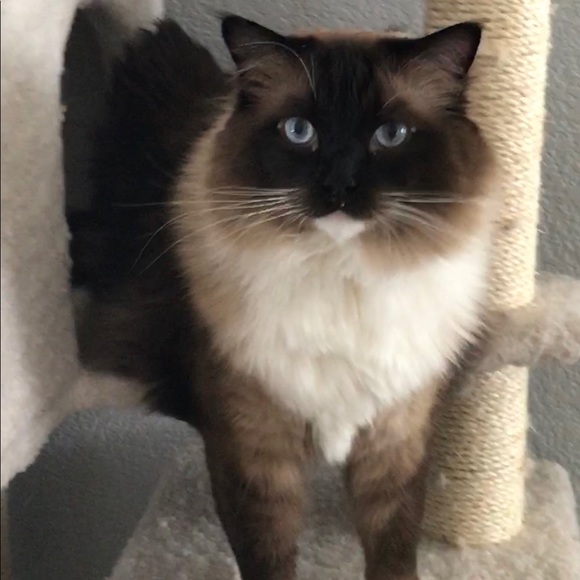 Meet your Posher, Payton - Picture 1 of 1